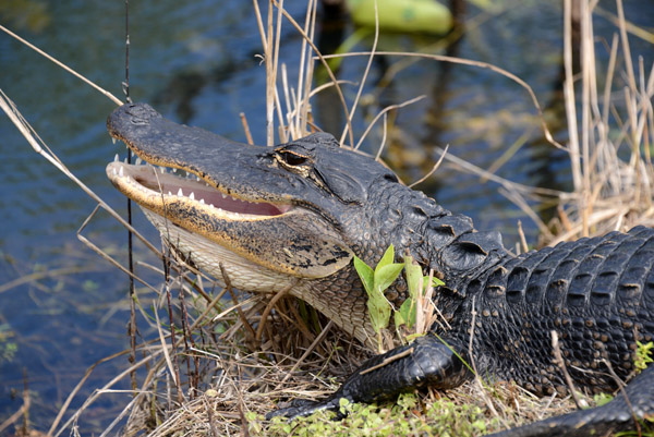 Everglades Feb14 056.jpg