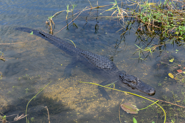 Everglades Feb14 063.jpg