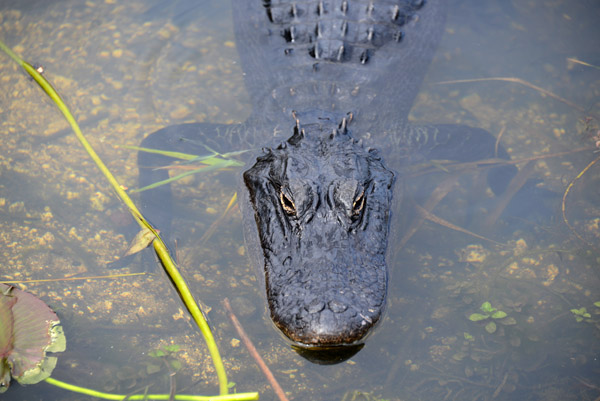 Everglades Feb14 064.jpg