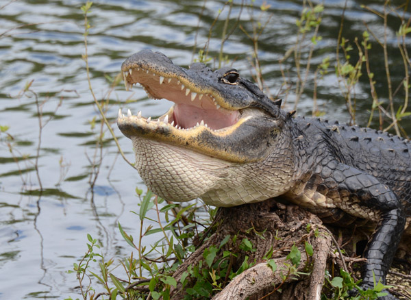 Everglades Feb14 071.jpg