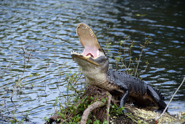 Everglades Feb14 073.jpg