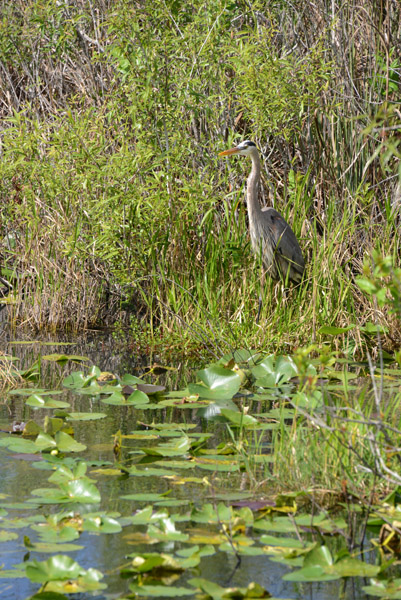 Everglades Feb14 094.jpg
