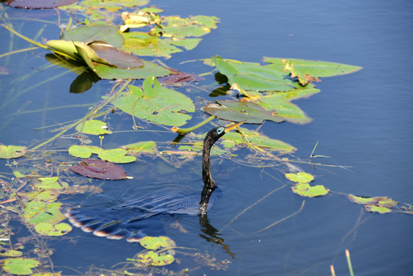 Everglades Feb14 118.jpg