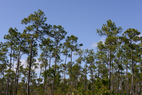 Everglades Feb14 147.jpg