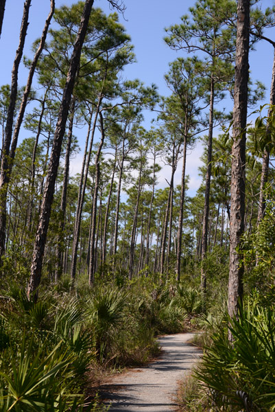 Everglades Feb14 150.jpg