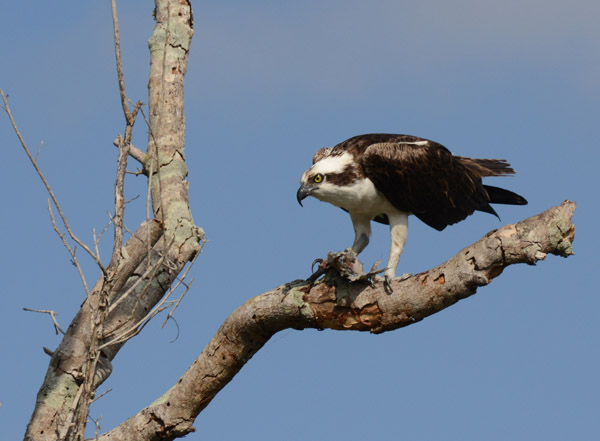 Everglades Feb14 164.jpg