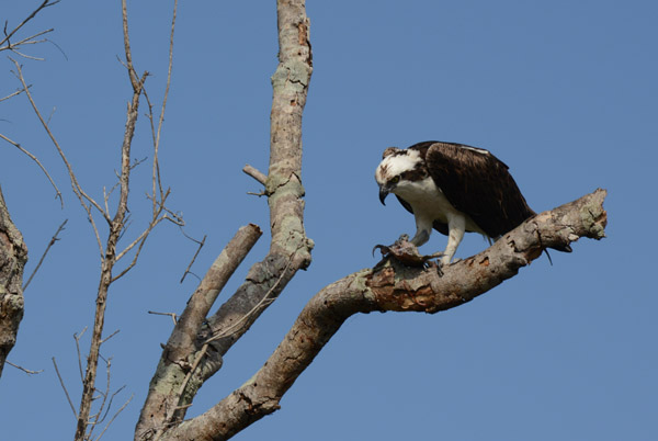 Everglades Feb14 167.jpg