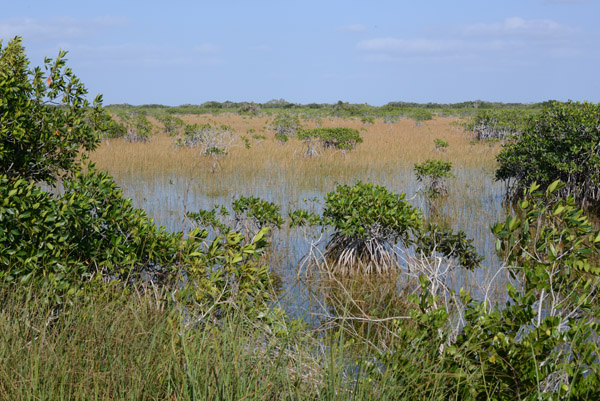 Everglades Feb14 172.jpg