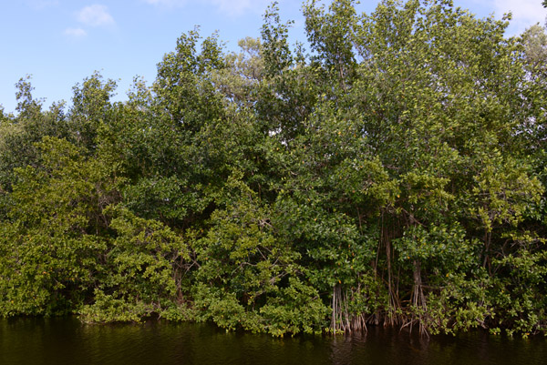 Everglades Feb14 201.jpg