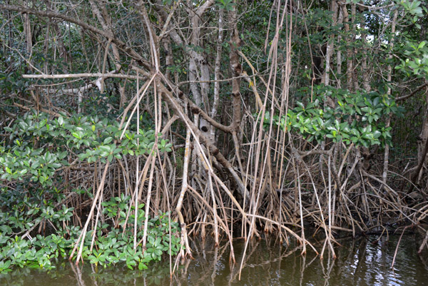 Everglades Feb14 209.jpg