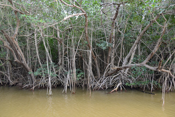 Everglades Feb14 211.jpg