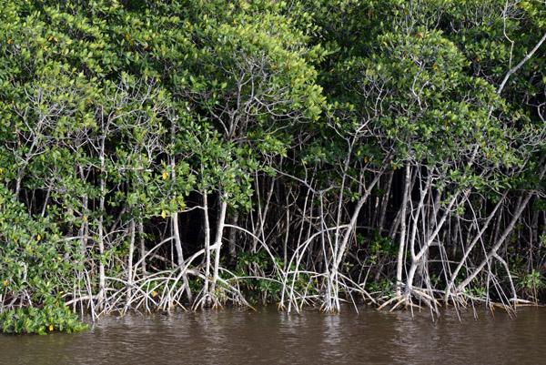 Everglades Feb14 229.jpg