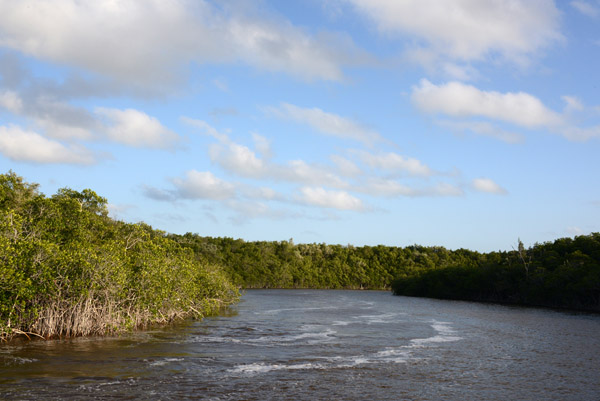 Everglades Feb14 233.jpg