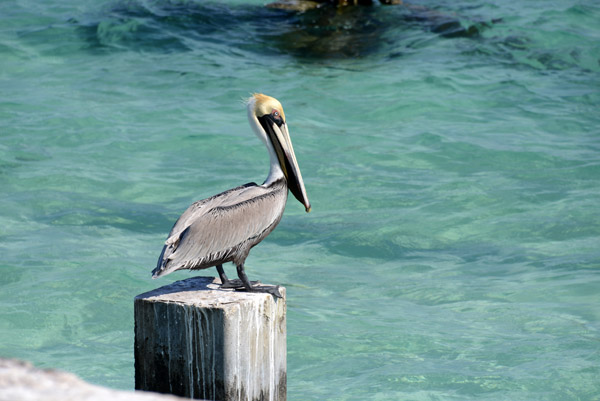 KeyWest Feb14 571.jpg