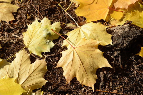 Fall Foliage, Marquette University Campus