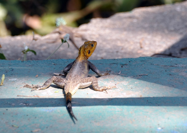 A lizard in Millennium Park