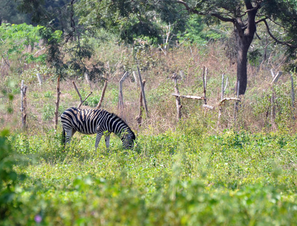 A zebra at the Abuja Zoo