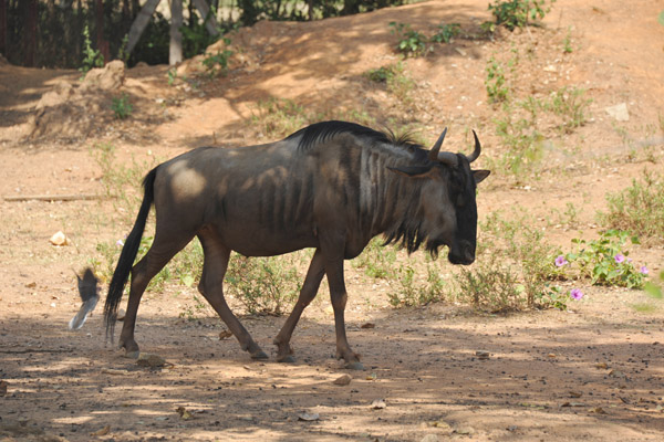 Wildebeest at the Abuja Zoo