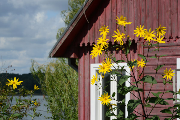 Wildflowers and a red house, Vytauto g. 93, Trakai