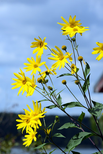 Yellow wildflowers, Trakai