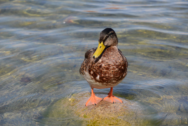 Duck on Lake Galvė, Trakai