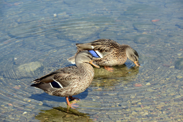 Ducks on Lake Galvė, Trakai