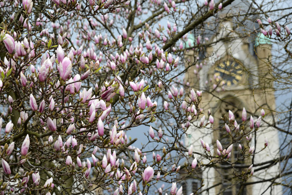 Flowers blooming in early spring, Heidelberg-Handschuhsheim