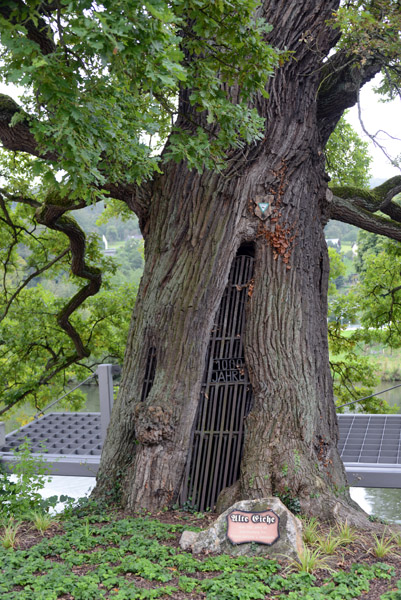 Tausendjhrige Eiche, over 1000-year-old oak tree, Dasenau