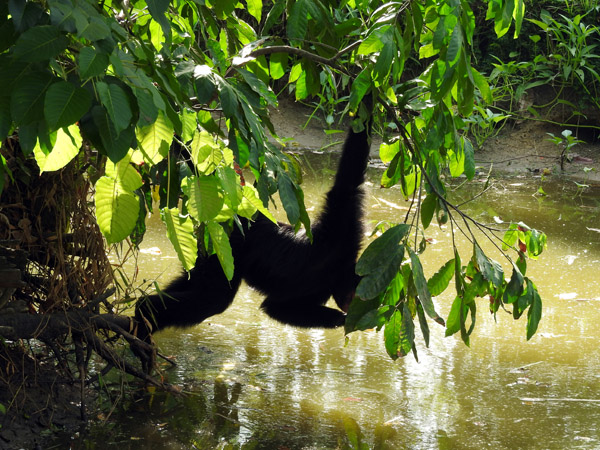 Paramaribo Zoo