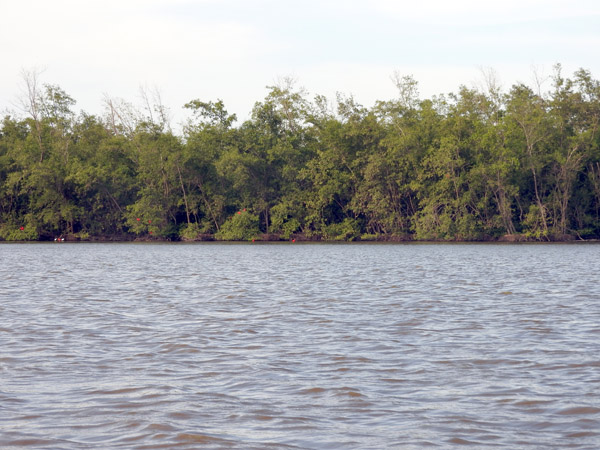 Suriname Nov15 0927.jpg