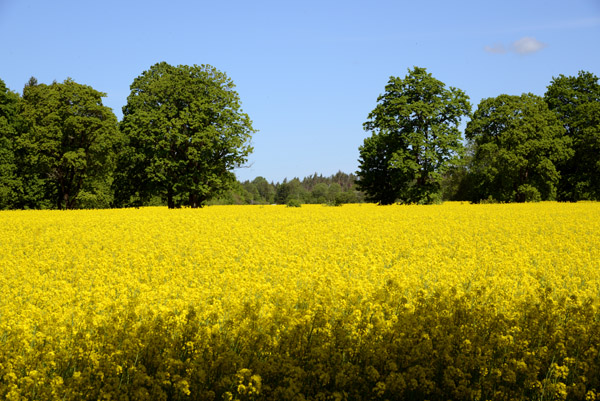 Rape seed field, Saaremaa, Estonia