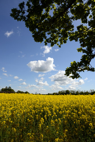 Rape seed field, Saaremaa, Estonia