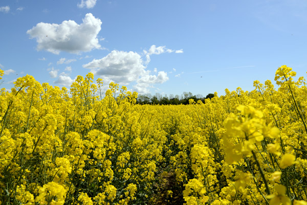 Rape seed field, Saaremaa, Estonia