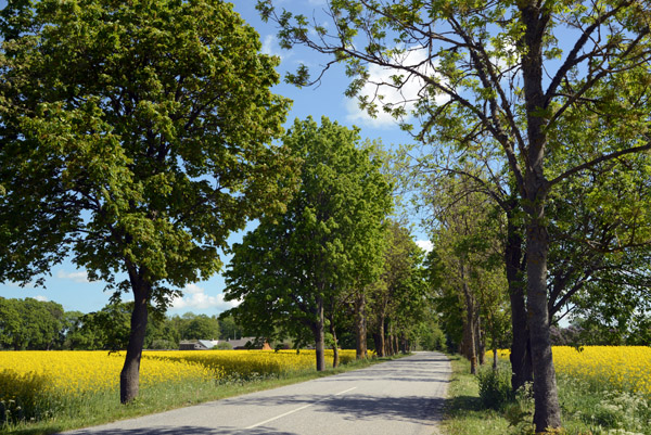 Rural road on Saaremaa passing through rape seed fields, Kaali