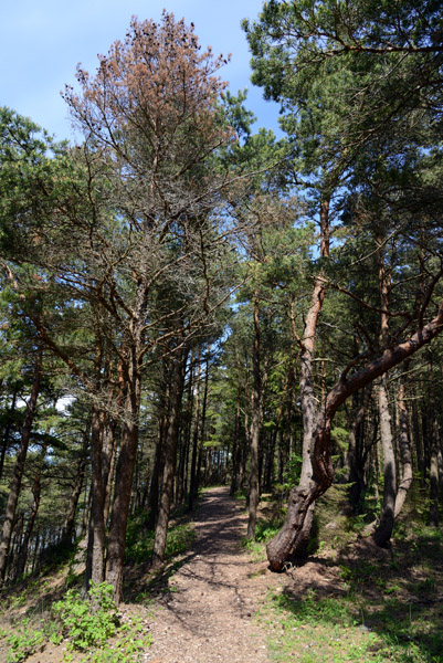 Forest trail at the Panga Protected Area