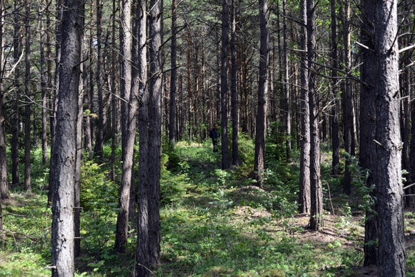 Forest on Saaremaa, Panga Landscape Protected Area