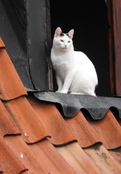 White cat in a Malbork window