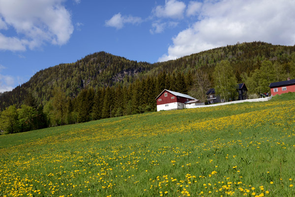 Red barn with a field of dandelions, Vestringsvegen, Vestre Gausdal