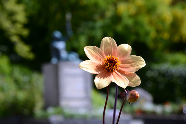 Yellow flower, Lillesand, Norway