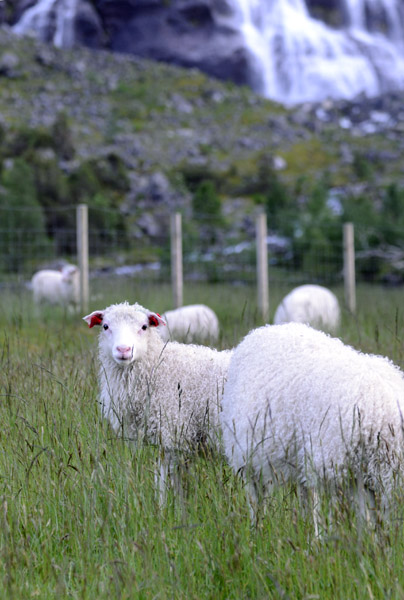 Sheep in a pasture at the base of the waterfall in Lysebotn