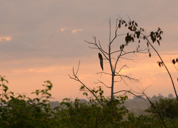Icon of South Asia, a peacock in a tree at sunrise