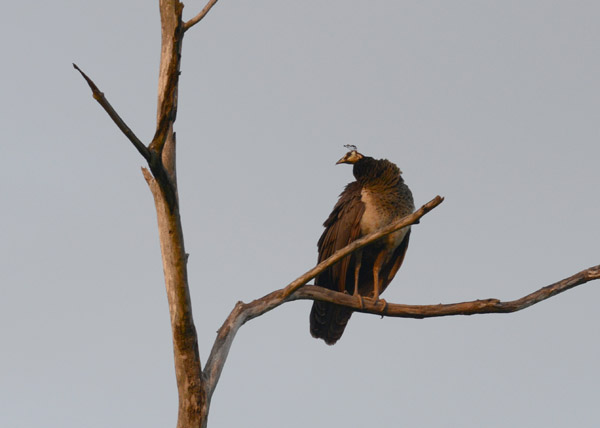 Less glamorous, a peahen in a tree, Udawalawe