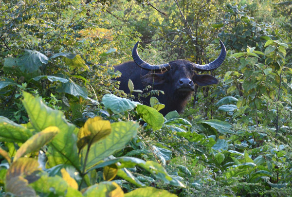 A wild buffalo in the bush at Udawalawe