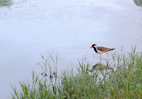 Red-Wattled Lapwing (Vanellus indicus), Sri Lanka