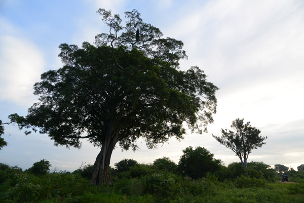 Mostly bushland, occasional large trees punctuate Udawalawe National park