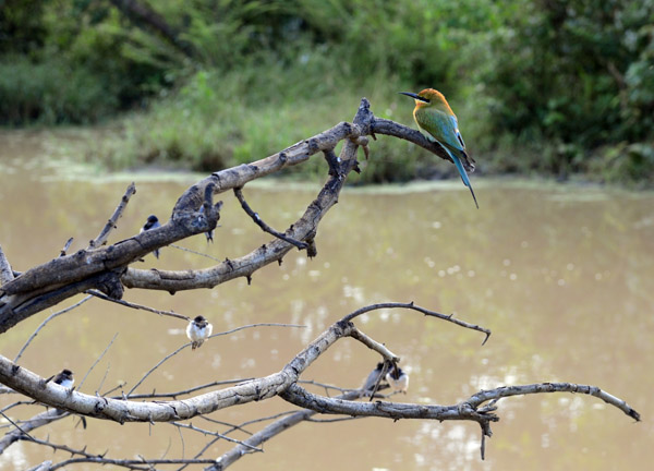 Blue-Tailed Bee-Eater (Merops philippinus), Udawalawe National Park