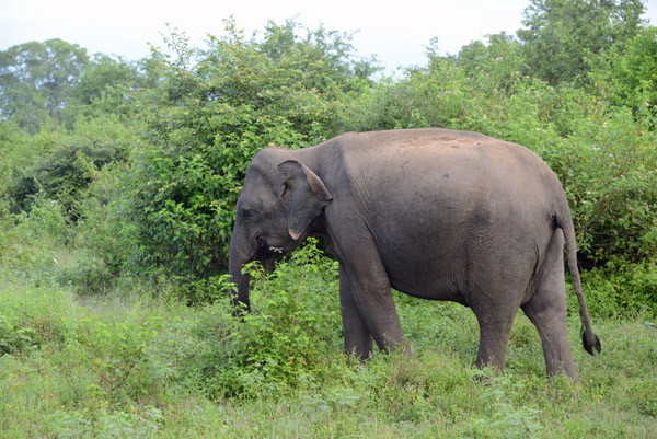First spotting of Udawalawe's famous inhabitants, the Asian Elephant
