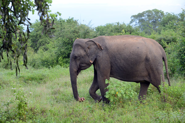 Asian Elephant, Udawalawe National Park