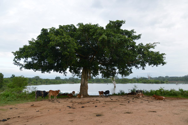 Local people graze cattle within the boundaries of Udawalawe National Park