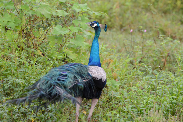 As the morning progresses, the peacocks descend from the trees